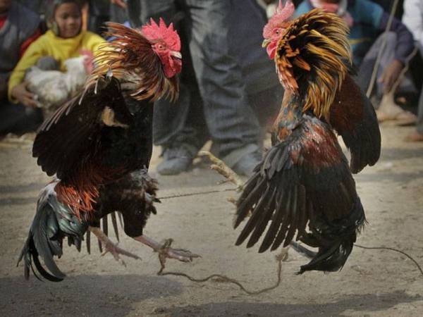 Adu Ayam: Meninjau Sejarah, Budaya, dan Perdebatan Adu ayam