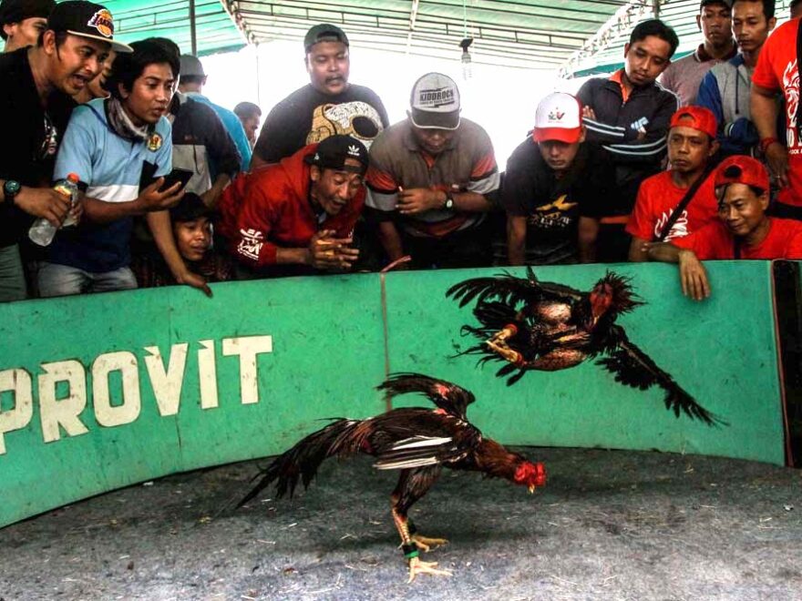 Cockfighting: Asal Usul Sabung Ayam Mulai di Kenal Seluruh Dunia