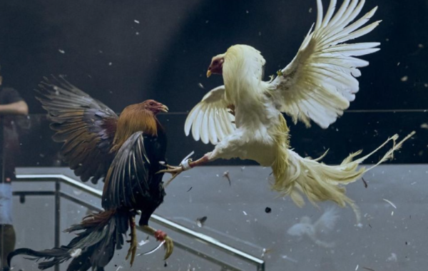 Ayam Bertarung di Layar: Fenomena Judi Ayam Online yang Seru