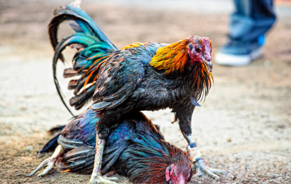 Cara Bermain Sabung Ayam Online di Situs Judi Kesayangan Anda
