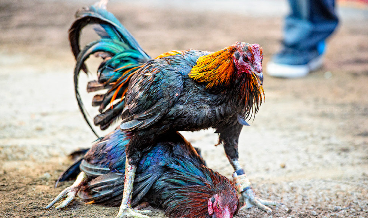 Cara Bermain Sabung Ayam Online di Situs Judi Kesayangan Anda