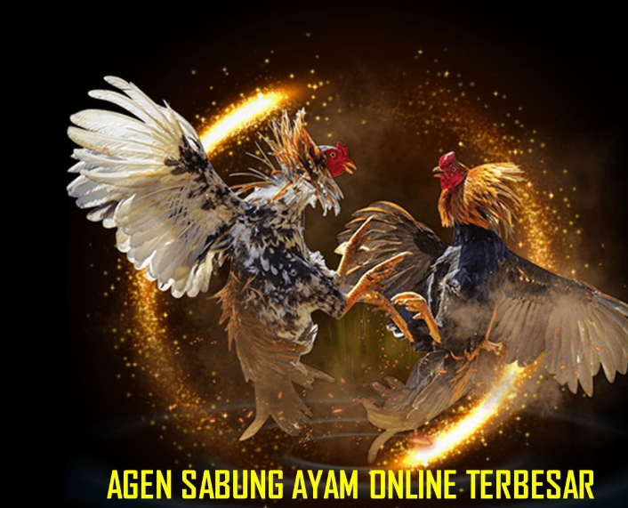 Sabung Ayam Live Streaming: Saksikan Pertarungan Jarak Jauh