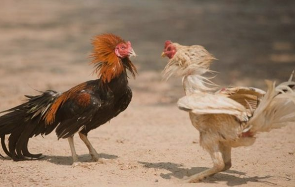 Situs Judi Sabung Ayam Terbaik dan Terpercaya Nomor 1 Tahun Ini